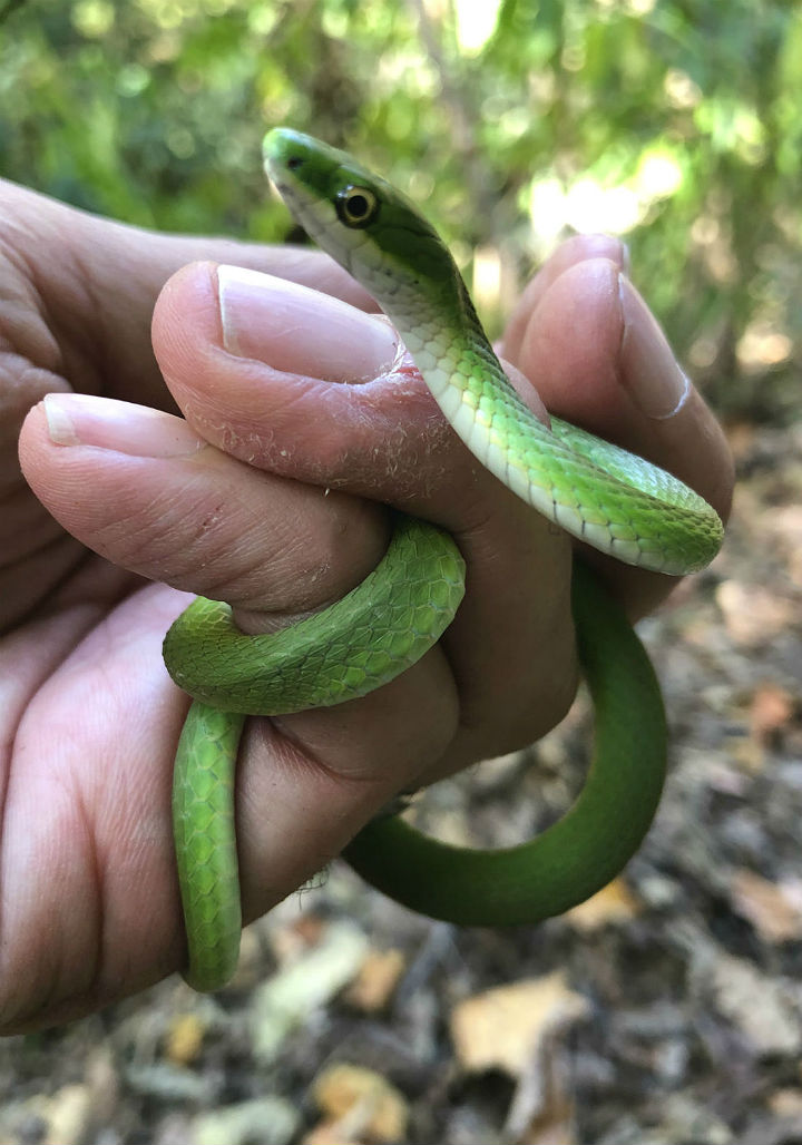 Rough Green Snake